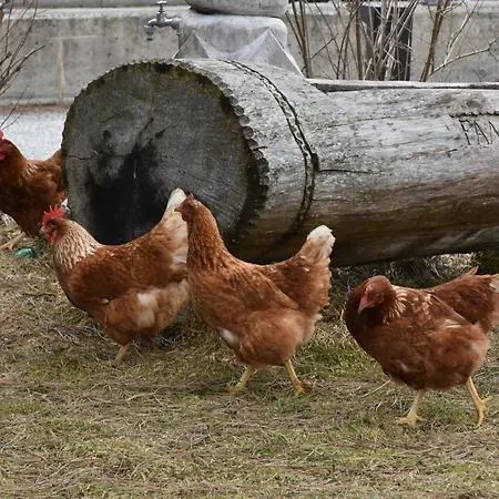 Διαμέρισμα Auenhof *